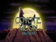 coyote moon small
